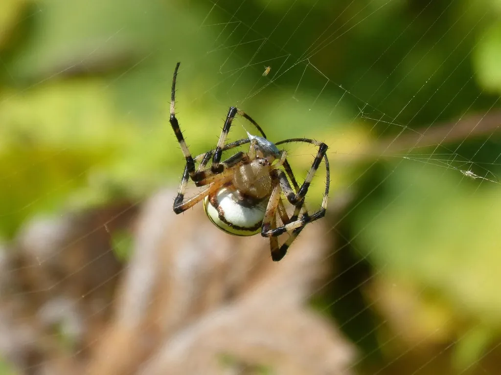 Araignée au centre de sa toile