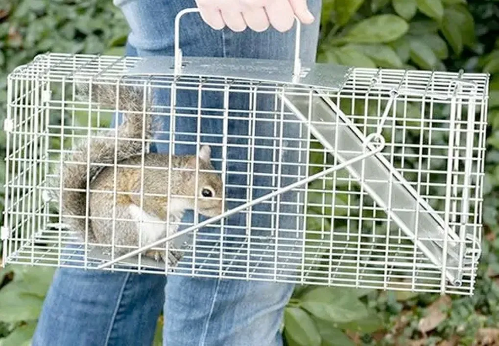 Écureuil dans une cage de capture tenue à la main