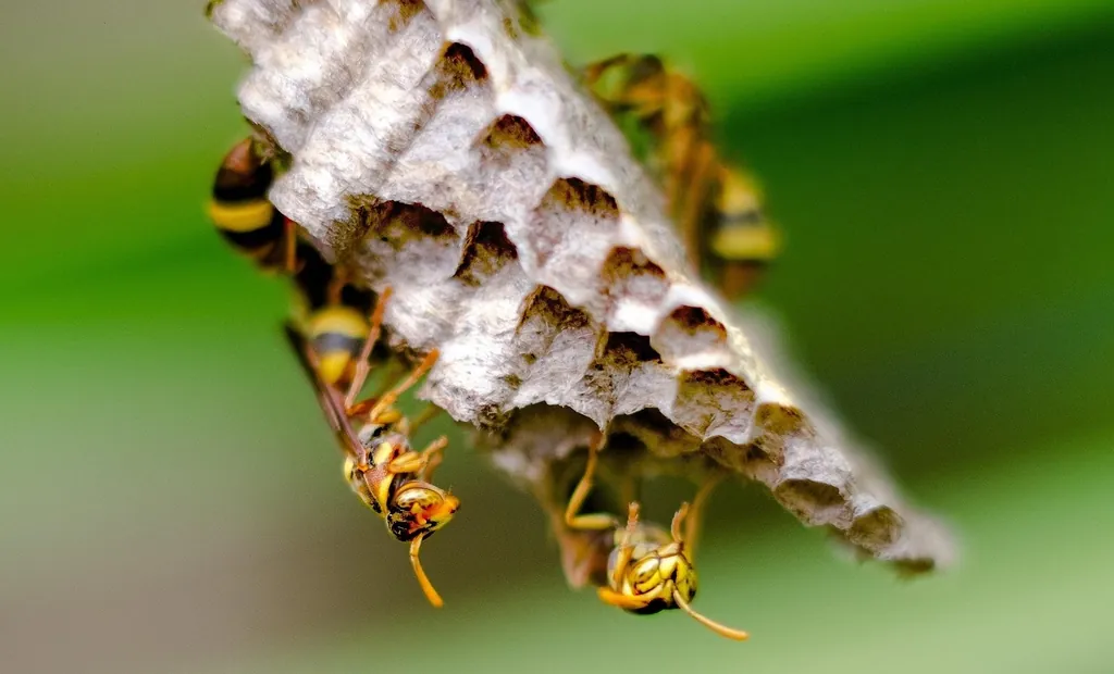 Guêpes sur leur nid de papier