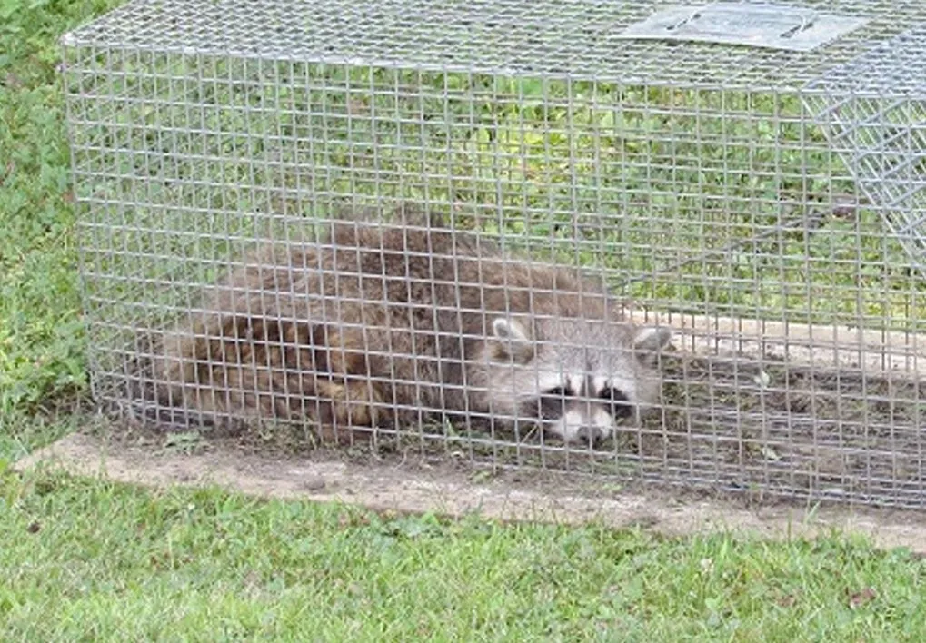 Raton laveur dans une cage de capture sur une pelouse